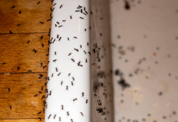 Best Wasp Removal Services  in Spearfish, SD