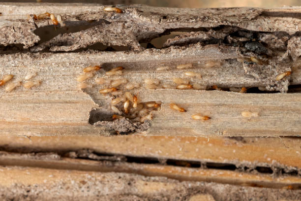 Best Cockroach Control Services  in Spearfish, SD